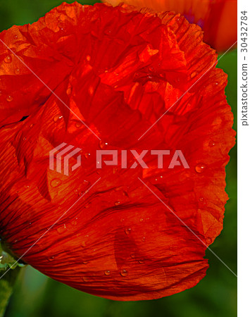 Red Poppy bud shined Red Poppy bud shined 30432784
