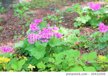 四國咕咕秀花 四國咕咕秀花 30432930