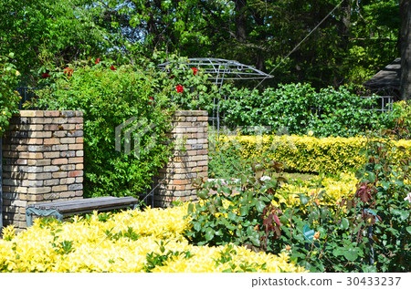 Scenery of rose garden Scenery of rose garden 30433237