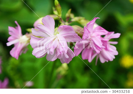 美麗的雙面鋸末 30433258