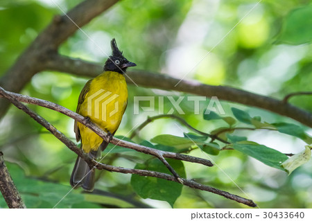 Black crested bulbul Black crested bulbul 30433640