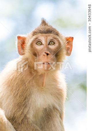 Monkeys of Thailand 30433648