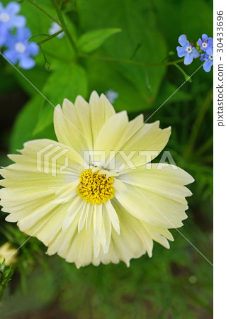 Beautiful lemon yellow kivanakosmos 30433696
