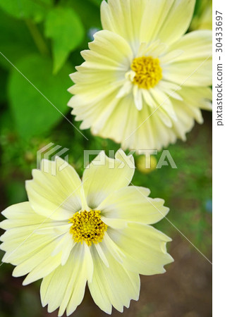 美好的檸檬黃色kivanakosmos 美好的檸檬黃色kivanakosmos 30433697