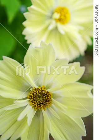 Beautiful lemon yellow kivanakosmos 30433698