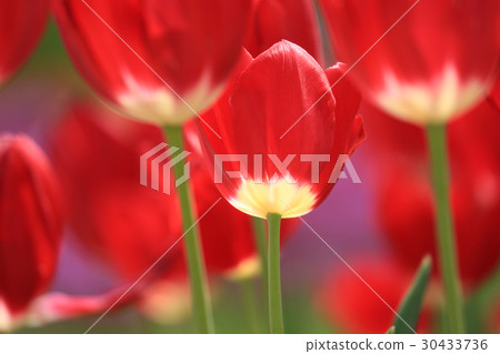 Tulip 1286 30433736