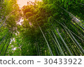 bamboo forest walking path 30433922