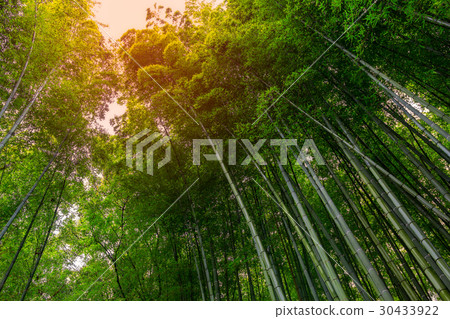 bamboo forest walking path bamboo forest walking path 30433922