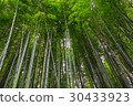 bamboo forest walking path 30433923