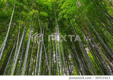 bamboo forest walking path 30433923