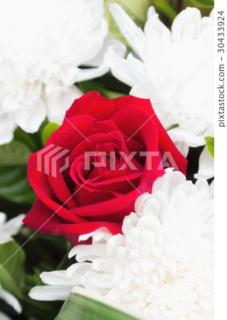 One red rose One red rose 30433924