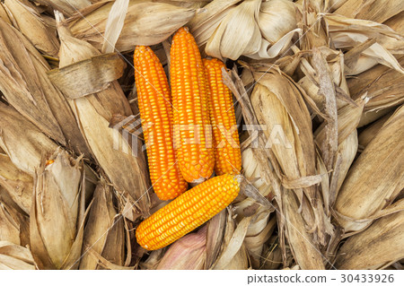 corn maize corn maize 30433926