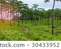 Image of two pine forest ,hiking trails. 30433952
