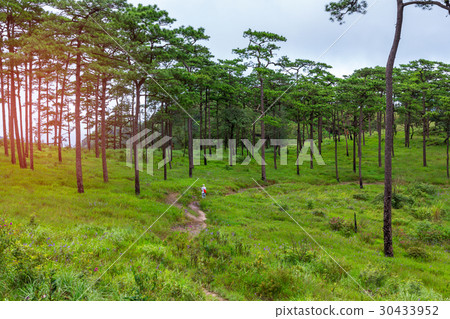 Image of two pine forest ,hiking trails. Image of two pine forest ,hiking trails. 30433952