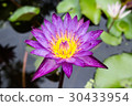 Purple Lotus ,Water lily flower. 30433954