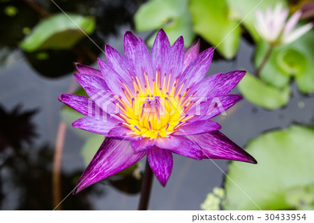 Purple Lotus ,Water lily flower. Purple Lotus ,Water lily flower. 30433954
