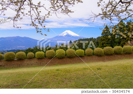 [靜岡縣]山中城跡公園和富士山春季 30434574