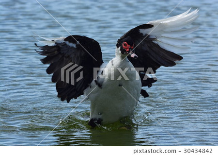 Miyakojima /灌溉池塘野生鳥 30434842