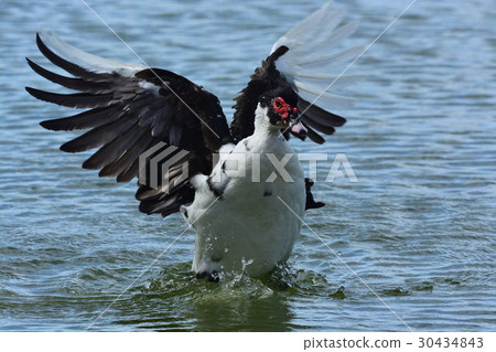 Miyakojima /灌溉池塘野生鳥 30434843