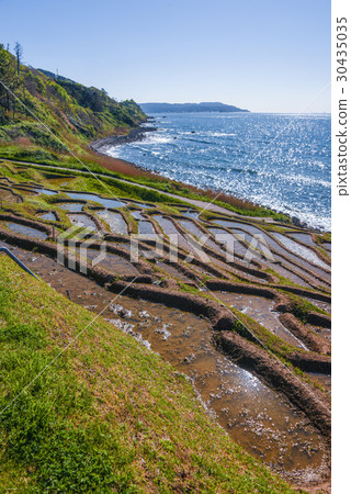 White rice Senjita White rice Senjita 30435035