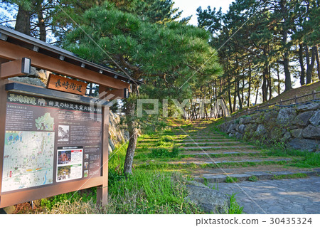 Korisato松樹 30435324