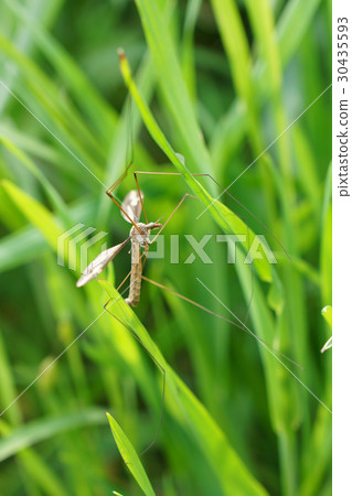 甚至這種昆蟲的甲蟲（大蚊子/ Kanbobo）-1 30435593