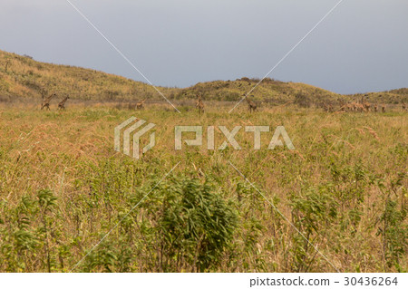 A flock of giraffes are walking on the shroud A flock of giraffes are walking on the shroud 30436264
