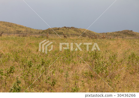 A flock of giraffes are walking on the shroud A flock of giraffes are walking on the shroud 30436266