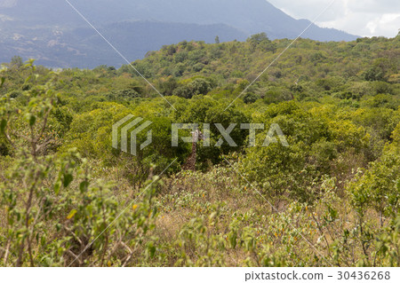 Find the giraffe among the grass Find the giraffe among the grass 30436268