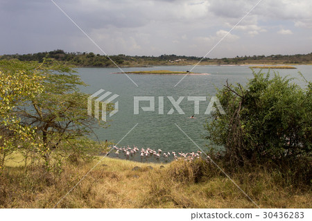 Pink Flamingos in lake 30436283