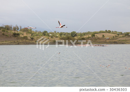 Flying Pink Flamingos in lake 30436303