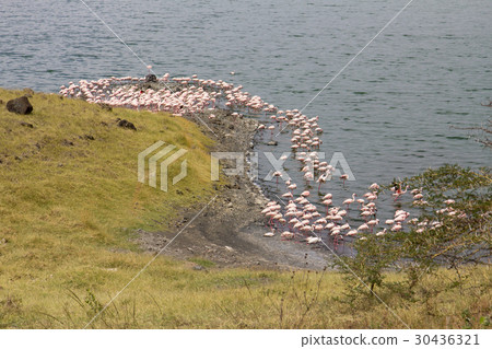 Pink Flamingos in lake Pink Flamingos in lake 30436321