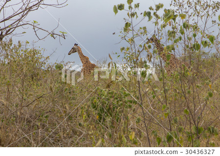 Find the giraffe among the grass Find the giraffe among the grass 30436327