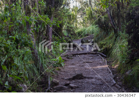Track on Kilimanjaro on the Machame Route Whiskey Track on Kilimanjaro on the Machame Route Whiskey 30436347