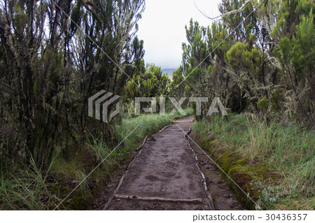 Track on Kilimanjaro on the Machame Route Whiskey 30436357