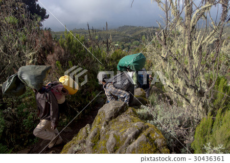 Track on Kilimanjaro on the Machame Route Whiskey Track on Kilimanjaro on the Machame Route Whiskey 30436361
