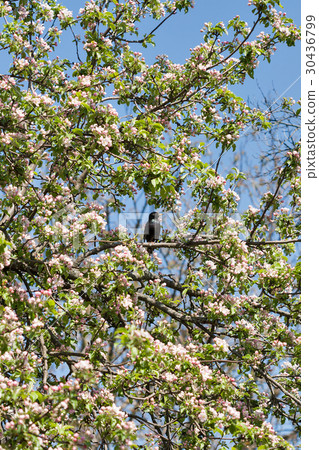 Black trush in blooming apple tree spring closeup Black trush in blooming apple tree spring closeup 30436799
