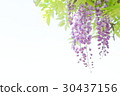 Yaezaki的紫藤 30437156