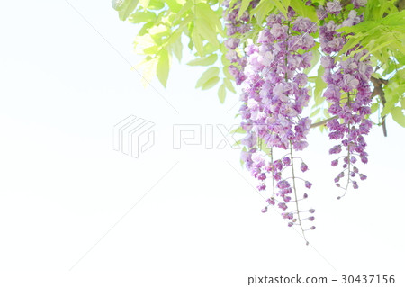 Yaezaki的紫藤 30437156