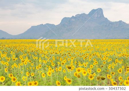Image of 30437302