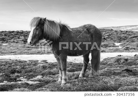 Beauty of natural Icelandic Horses 30437356