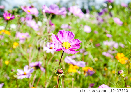 Purple cosmos blooming in a flower garden 30437560