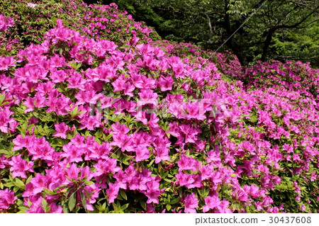 Azalea of Kyoto rushing 30437608