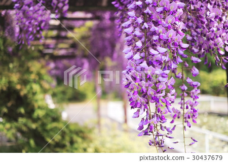 Wisteria flowers  Wisteria flowers 30437679