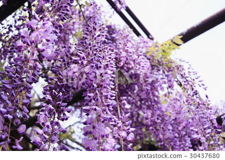 Wisteria flowers Wisteria flowers 30437680