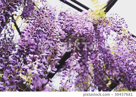 Wisteria flowers Wisteria flowers 30437681