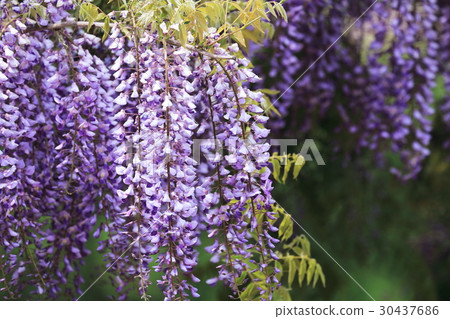 紫藤花  紫藤花 30437686
