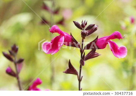櫻桃鼠尾草花 櫻桃鼠尾草花 30437716