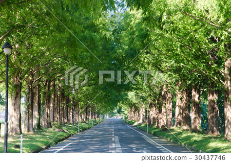Metasequoia Tree Line 30437746