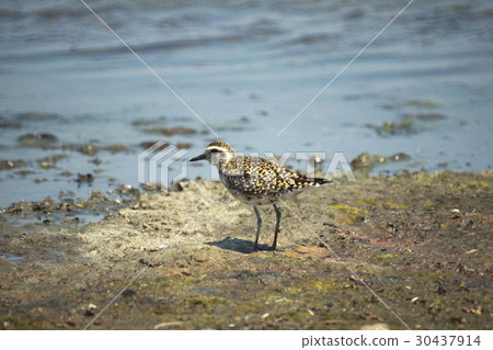 鷹斑鷸 鷹斑鷸 30437914